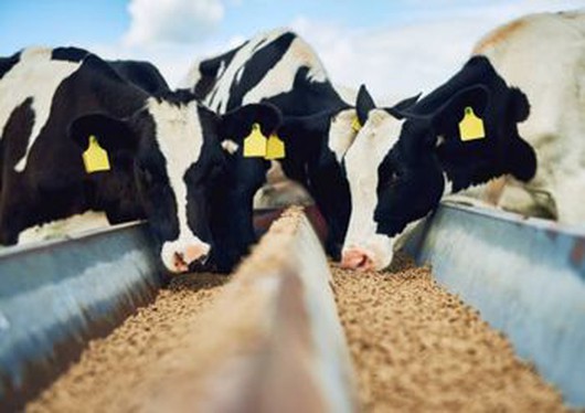 Policosanol (Triacontanol) supplier Policosanol (Triacontanol) supplier